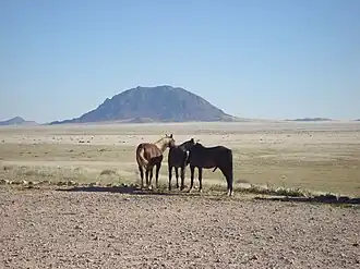 Dikwillem mit den Wildpferden von Garub