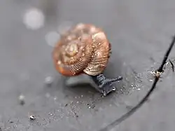 2020 Gefleckte Schüsselschnecke