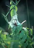 Ein Weichen von Dolomedes minor mit seinem im Brutgespinst deponierten Eikokon