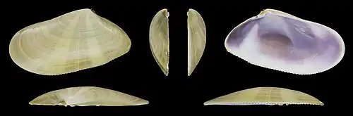 Donax trunculus anatinus linke Klappe