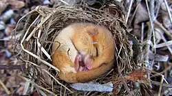 In ihrem Nest zusammengerollte schlafende Haselmaus