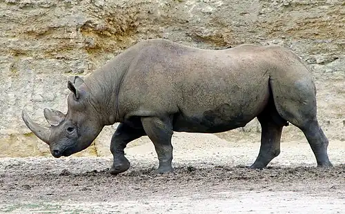 Spitzmaulnashorn