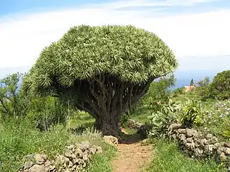Drachenbaum in Garafía