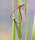 Paarungsrad frühe Adonislibelle