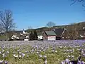 Krokuswiese vor dem Drebacher Ortsbild