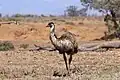 Emu im Ikara-Flinderskette-Nationalpark