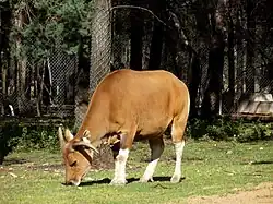 Banteng, Weibchen