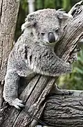 Koala