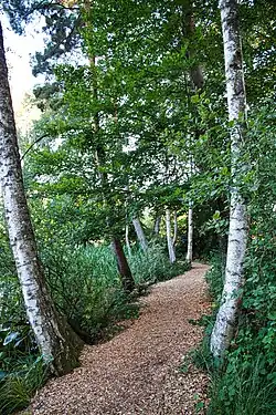 Moor-Birken in den Düdinger Mösern