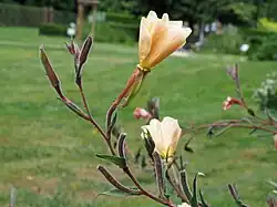 Duftnachtkerze (Oenothera odorata)