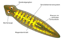 Anatomie von Dugesia, schematisch