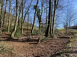 Buchenwald westl. Durhaus - Weg ins Weyerbachtal
