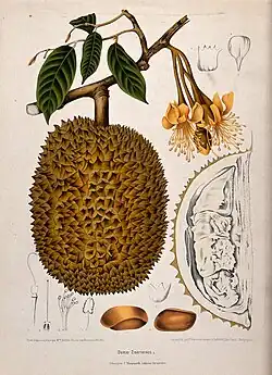 Durian (Durio zibethinus L.)
