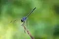 Dythemis nigrescens