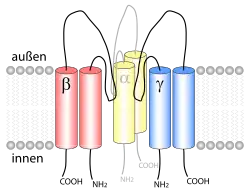 Epithelialer Natriumkanal