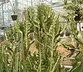 Euphorbia lactea ist ähnlich, hat aber abgespreizte Zweige und kleinere Blätter.