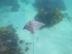 Rochenart Myliobatis tenuicaudatus