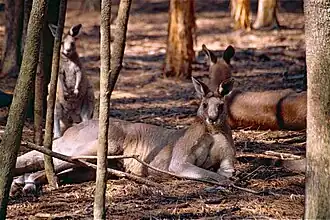 Östliches Graues Riesenkänguru
