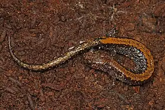 Form mit braunem Rücken