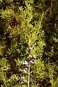 Juniperus virginiana Sorte 'Corcorcor'