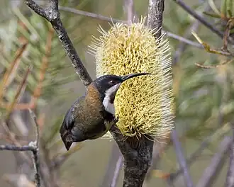 Banksia integrifolia