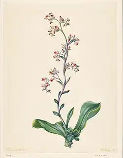 Botanische Zeichnung, 1847