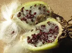 versch. Echinocactus-Arten.