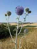Die Ruthenien-Kugeldistel (Echinops ritro subsp. ruthenicus) tritt im Pannonikum in Österreich nur selten auf und gilt als gefährdet.[4]