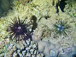 Beide Arten der Gattung Echinothrix in Mayotte: E.&nbsp;calamaris (dunkle Abart) & E.&nbsp;diadema, beide recht jung
