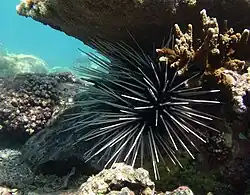 E. calamaris, Exemplar mit großen weißen Stacheln, Réunion