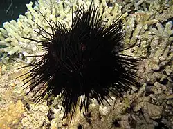 Ein Exemplar des schwarzen Subtyps von E. calamaris, Réunion