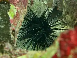 E. diadema, junges Exemplar auf den Malediven (Landaa Giraavaru, Baa-Atoll).