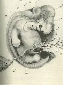 Mögliche Vorlage für Haeckels menschlichen Embryo. Ecker 1851–1859