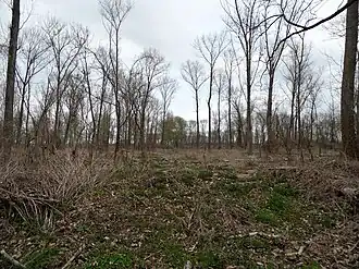 Bereich des Luchs im ehemaligen Spülfeld mit losem Baumbestand