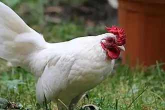 Eikenburger Zwerghuhn