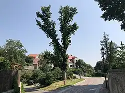 Die sichtbar geschädigte Luthereiche von Westen …