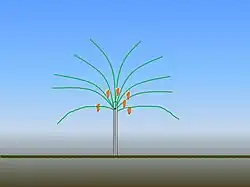 Triebverteilung bei Verwendung eines Spanndrahtes (schwarzer Punkt)
