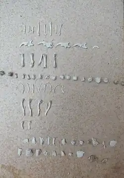 Einzelteile aus dem Gewölle eines Waldkauzes