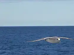 Eissturmvogel über dem europäischen Nordmeer