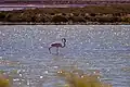 Flamingo in den Salinen von Ses Salines