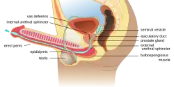 Anatomie der Ejakulation