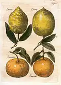Zitrusfrüchte. Aus: Diaeteticon, 1682