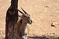 Elenantilope (Taurotragus oryx)