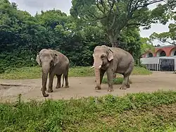 Asiatische Elefanten