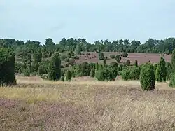 Ellerndorfer Wacholderheide