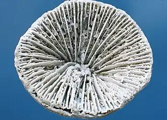 Ellipsosmilia circumvelata