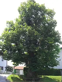 Linde beim Feuerwehrhaus