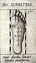 … und am Fuß. Aus: „Anthropometria“, 1663