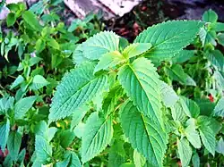 Vietnamesische Melisse