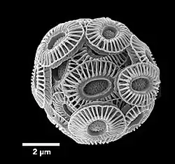 Gephyrocapsa huxleyi (Syn. Emiliania huxleyi) 🌐 Calcit-Coccolithen